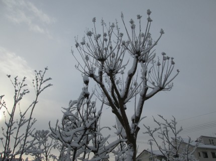 展示場、雪の朝