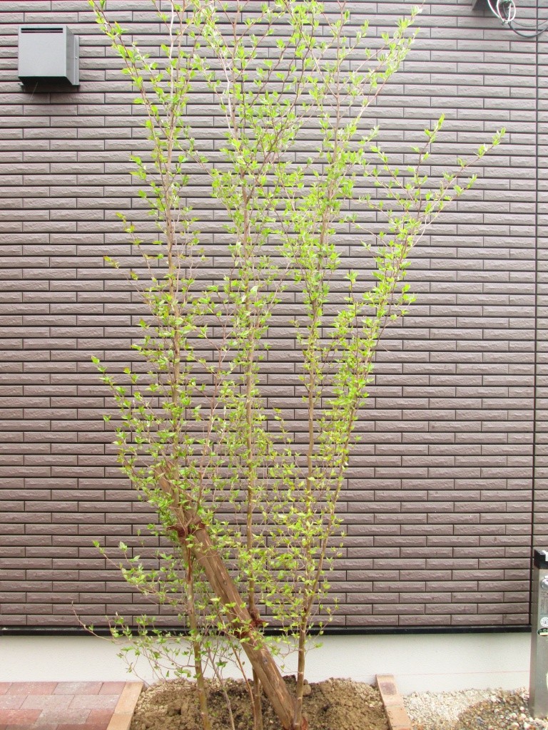 剪定前 43698d5a22aeb0bf3539af302348b7893-e1526627404472